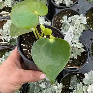 Peperomia Polybotrya Raindrop Live Plant - 4.5