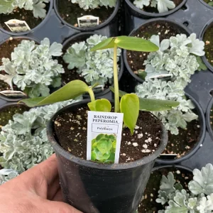 Peperomia Polybotrya Raindrop Live Plant - 4.5