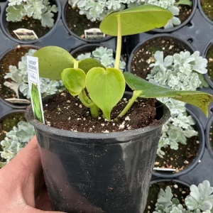 Peperomia Polybotrya Raindrop Live Plant - 4.5