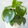 Peperomia Polybotrya Raindrop Live Plant - 4.5" Pot - Indoor Foliage Plant - Image 1