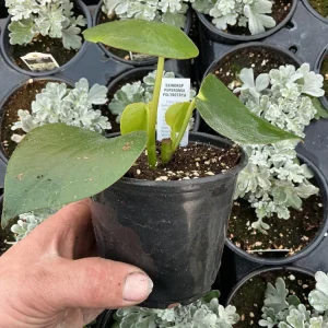Peperomia Polybotrya Raindrop Live Plant - 4.5