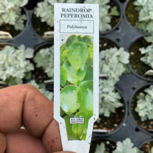 Peperomia Polybotrya Raindrop Live Plant - 4.5