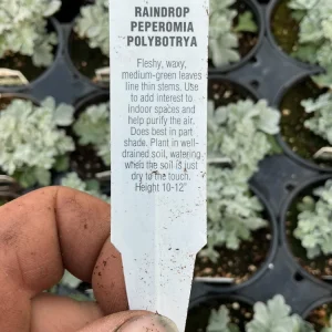 Peperomia Polybotrya Raindrop Live Plant - 4.5