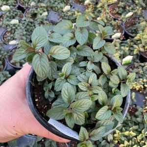 Peppermint Mint Live Plant - Mentha piperita - 4.5 inch Pot - Fragrant Herb - Image 2