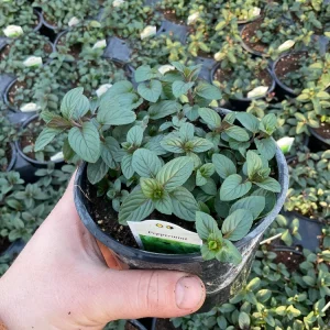Peppermint Mint Live Plant - Mentha piperita - 4.5 inch Pot - Fragrant Herb - Image 3