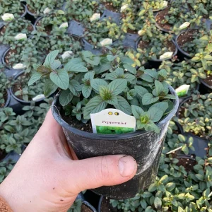 Peppermint Mint Live Plant - Mentha piperita - 4.5 inch Pot - Fragrant Herb - Image 4