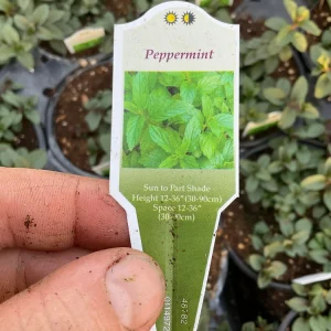 Peppermint Mint Live Plant - Mentha piperita - 4.5 inch Pot - Fragrant Herb - Image 5
