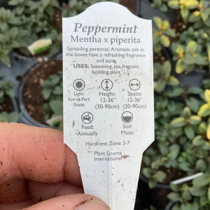 Peppermint Mint Live Plant - Mentha piperita - 4.5 inch Pot - Fragrant Herb - Image 6