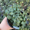 Peppermint Mint Live Plant - Mentha piperita - 4.5 inch Pot - Fragrant Herb - Image 1