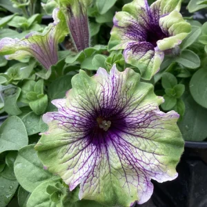 Petunia Amazonas Plum Cockatoo Live Plant - 4.5 inch Pot - Image 2