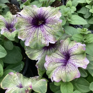 Petunia Amazonas Plum Cockatoo Live Plant - 4.5 inch Pot - Image 3