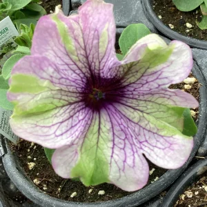 Petunia Amazonas Plum Cockatoo Live Plant - 4.5 inch Pot - Image 4