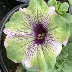 Petunia Amazonas Plum Cockatoo Live Plant - 4.5 inch Pot - Image 5