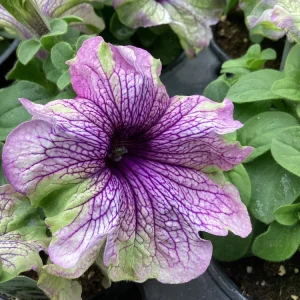 Petunia Amazonas Plum Cockatoo Live Plant - 4.5 inch Pot - Image 1