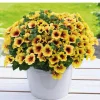 Petunia Crazytunia Bananarama Live Plant 4.5 inch Pot - Vibrant Yellow Blooms - Image 1