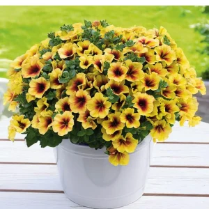 Petunia Crazytunia Bananarama Live Plant 4.5 inch Pot - Vibrant Yellow Blooms - Image 1