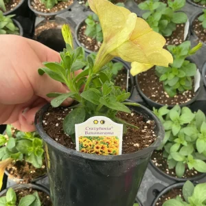 Petunia Crazytunia Bananarama Live Plant 4.5 inch Pot - Vibrant Yellow Blooms - Image 10