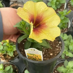 Petunia Crazytunia Bananarama Live Plant 4.5 inch Pot - Vibrant Yellow Blooms - Image 11