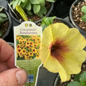 Petunia Crazytunia Bananarama Live Plant 4.5 inch Pot - Vibrant Yellow Blooms - Image 12