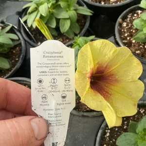 Petunia Crazytunia Bananarama Live Plant 4.5 inch Pot - Vibrant Yellow Blooms - Image 13