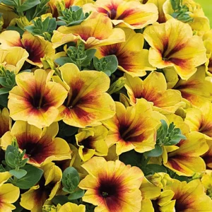 Petunia Crazytunia Bananarama Live Plant 4.5 inch Pot - Vibrant Yellow Blooms - Image 2