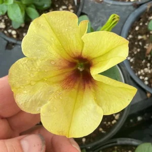 Petunia Crazytunia Bananarama Live Plant 4.5 inch Pot - Vibrant Yellow Blooms - Image 3