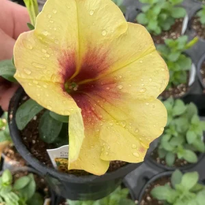 Petunia Crazytunia Bananarama Live Plant 4.5 inch Pot - Vibrant Yellow Blooms - Image 4