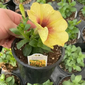 Petunia Crazytunia Bananarama Live Plant 4.5 inch Pot - Vibrant Yellow Blooms - Image 5