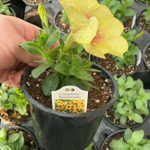 Petunia Crazytunia Bananarama Live Plant 4.5 inch Pot - Vibrant Yellow Blooms - Image 6