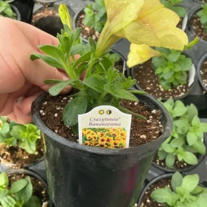 Petunia Crazytunia Bananarama Live Plant 4.5 inch Pot - Vibrant Yellow Blooms - Image 7