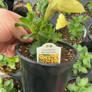 Petunia Crazytunia Bananarama Live Plant 4.5 inch Pot - Vibrant Yellow Blooms - Image 8