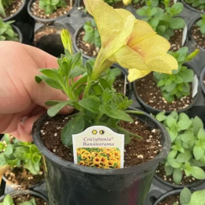 Petunia Crazytunia Bananarama Live Plant 4.5 inch Pot - Vibrant Yellow Blooms - Image 9