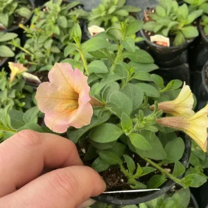 Petunia 'Dekko Sorbet' Live Plant – 4.5 inch Nursery Pot – Vibrant Annual Flower - Image 10