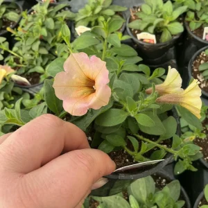 Petunia 'Dekko Sorbet' Live Plant – 4.5 inch Nursery Pot – Vibrant Annual Flower - Image 11