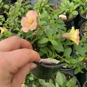 Petunia 'Dekko Sorbet' Live Plant – 4.5 inch Nursery Pot – Vibrant Annual Flower - Image 12
