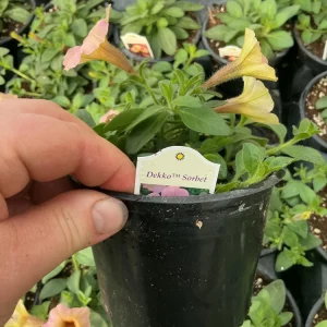 Petunia 'Dekko Sorbet' Live Plant – 4.5 inch Nursery Pot – Vibrant Annual Flower - Image 13