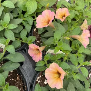 Petunia 'Dekko Sorbet' Live Plant – 4.5 inch Nursery Pot – Vibrant Annual Flower - Image 14