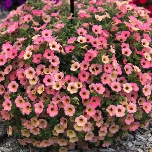 Petunia 'Dekko Sorbet' Live Plant – 4.5 inch Nursery Pot – Vibrant Annual Flower - Image 2