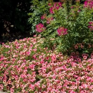 Petunia 'Dekko Sorbet' Live Plant – 4.5 inch Nursery Pot – Vibrant Annual Flower - Image 3