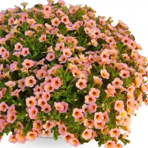 Petunia 'Dekko Sorbet' Live Plant – 4.5 inch Nursery Pot – Vibrant Annual Flower - Image 4