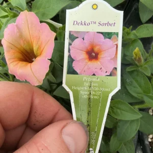 Petunia 'Dekko Sorbet' Live Plant – 4.5 inch Nursery Pot – Vibrant Annual Flower - Image 5