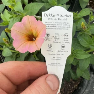 Petunia 'Dekko Sorbet' Live Plant – 4.5 inch Nursery Pot – Vibrant Annual Flower - Image 6