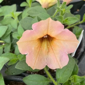 Petunia 'Dekko Sorbet' Live Plant – 4.5 inch Nursery Pot – Vibrant Annual Flower - Image 7