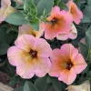 Petunia 'Dekko Sorbet' Live Plant – 4.5 inch Nursery Pot – Vibrant Annual Flower - Image 1