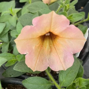 Petunia 'Dekko Sorbet' Live Plant – 4.5 inch Nursery Pot – Vibrant Annual Flower - Image 8
