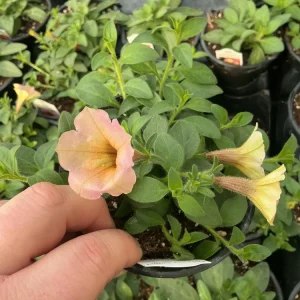 Petunia 'Dekko Sorbet' Live Plant – 4.5 inch Nursery Pot – Vibrant Annual Flower - Image 9