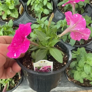 Petunia Disco Ball Magenta Live Plant – 4.5