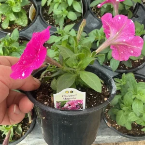 Petunia Disco Ball Magenta Live Plant – 4.5