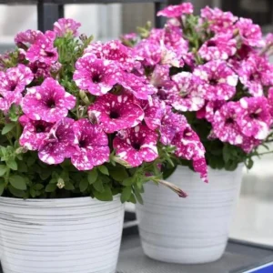 Petunia Disco Ball Magenta Live Plant – 4.5