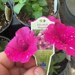 Petunia Disco Ball Magenta Live Plant – 4.5